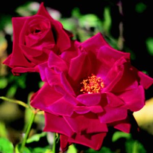 Ena Harkness Climbing (Rose)