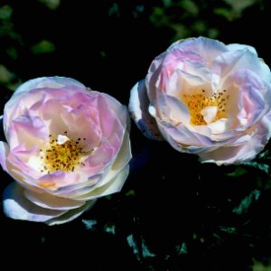 English Miss (Rose)