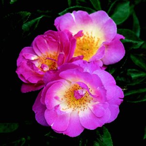 Erfurt (Rose)