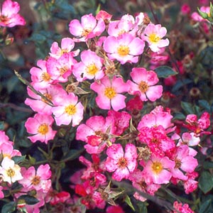 Essex (Rose)