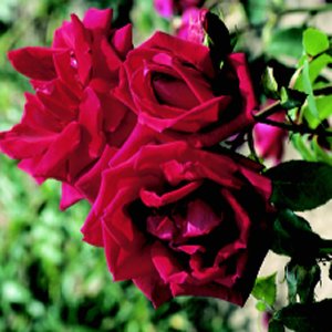 Etoile De Holland, Climbing (Rose)
