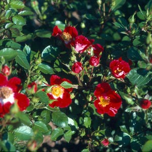 Eyeopener (Rose)