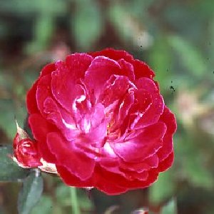 Fabvier (Rose)