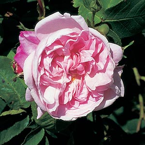 Fantin Latour (Rose)