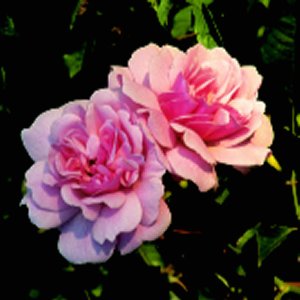 Felicia (Rose)