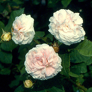 Felicity Parmentier (Rose)