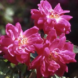 Fellemberg (Rose)