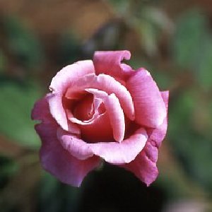 First Love (Rose)