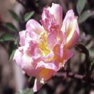 Fortune's Double Yellow (Rose)