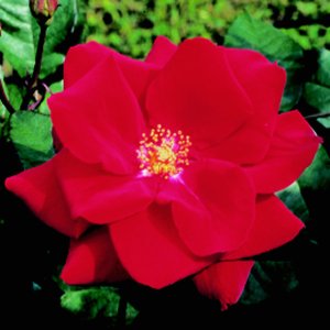 Fountain (Rose)