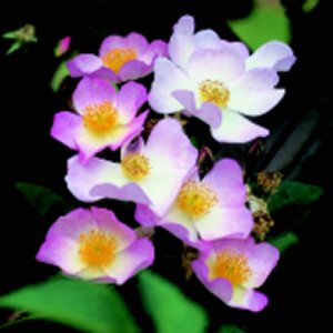 Francis E. Lester (Rose)