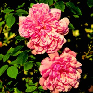 Francois Juranville (Rose)