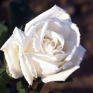 Frau Karl Druschki (Rose)