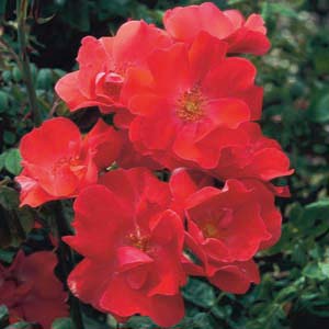 Fred Loads (Rose)