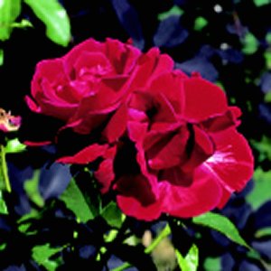 Frensham (Rose)