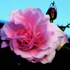 Fritz Nobis (Rose)