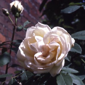 Fr�hlingsduft (Rose)