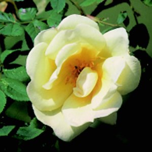 Frühlingsgold (Rose)