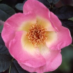Fr�hlingsmorgen (Rose)