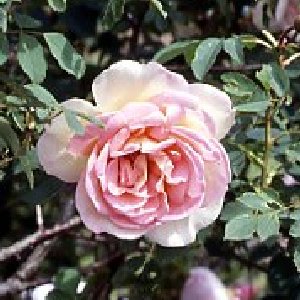 Fruhlingszauber (Rose)