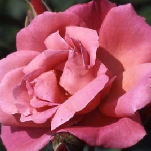 Galway Bay (Rose)