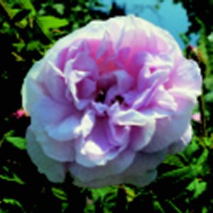 General Kleber (Rose)