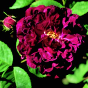 Gipsy Boy (Rose)