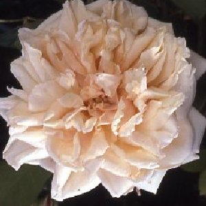 Gloire De Dijon (Rose)