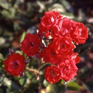 Gloria Mundi (Rose)