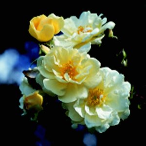 Goldfinch (Rose)