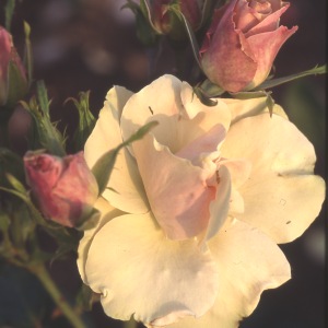 Greensleeves (Rose)