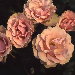 Greensleeves (Rose)