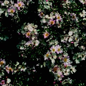 Grouse (Rose)