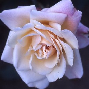 Gruss An Aachen (Rose)