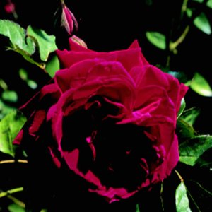 Gruss An Teplitz (Rose)