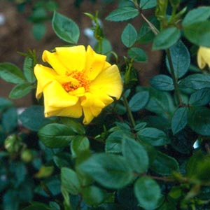 Gwent (Rose)