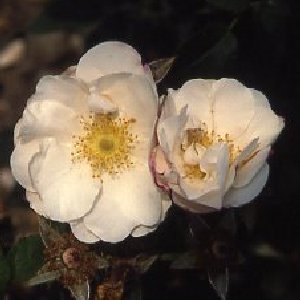 Hebe's Lip (Rose)