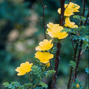 Helen Knight (Rose)