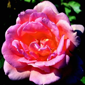 Helen Traubel (Rose)