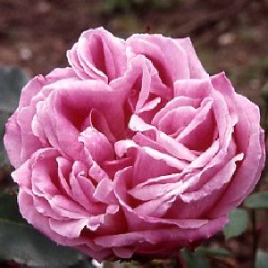 Hermosa (Rose)