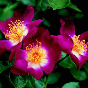 Hiawatha (Rose)