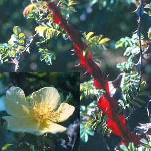 Hidcote Gold (Rose)