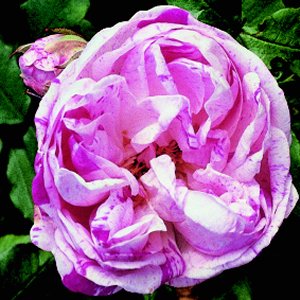 Honorine De Barbarant (Rose)