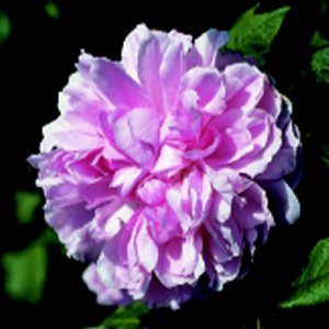 Jacques Cartier (Rose)