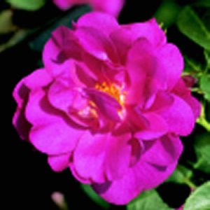 John Cabot (Rose)