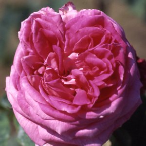 John Hopper (Rose)