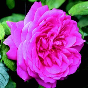 Karlsruhe (Rose)