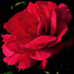 Kassel (Rose)