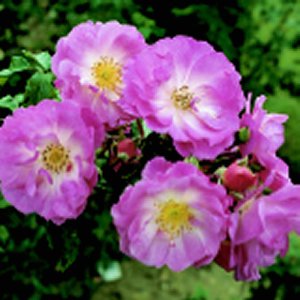 Kathleen Ferrier (Rose)
