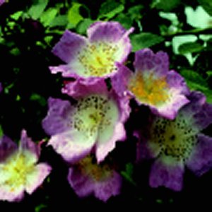 Kew Rambler (Rose)